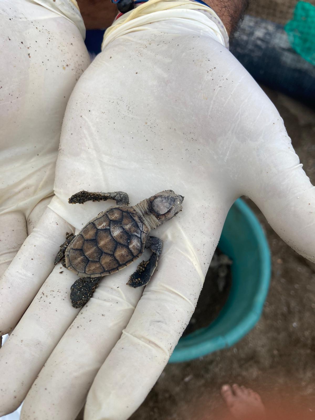 Abri extérieur pour tortues de terre Tortoise playpen - ZooMed